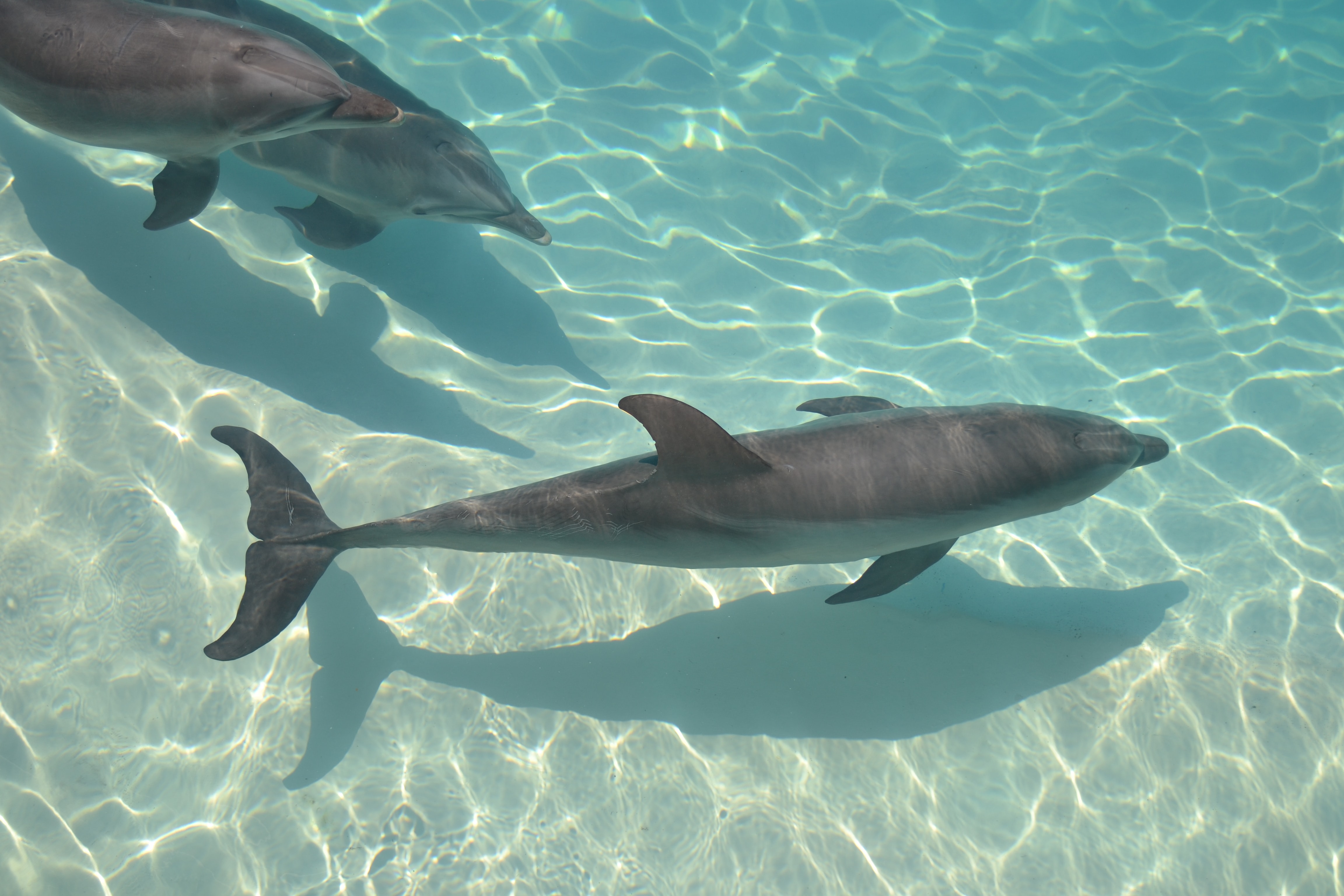 dolphins
