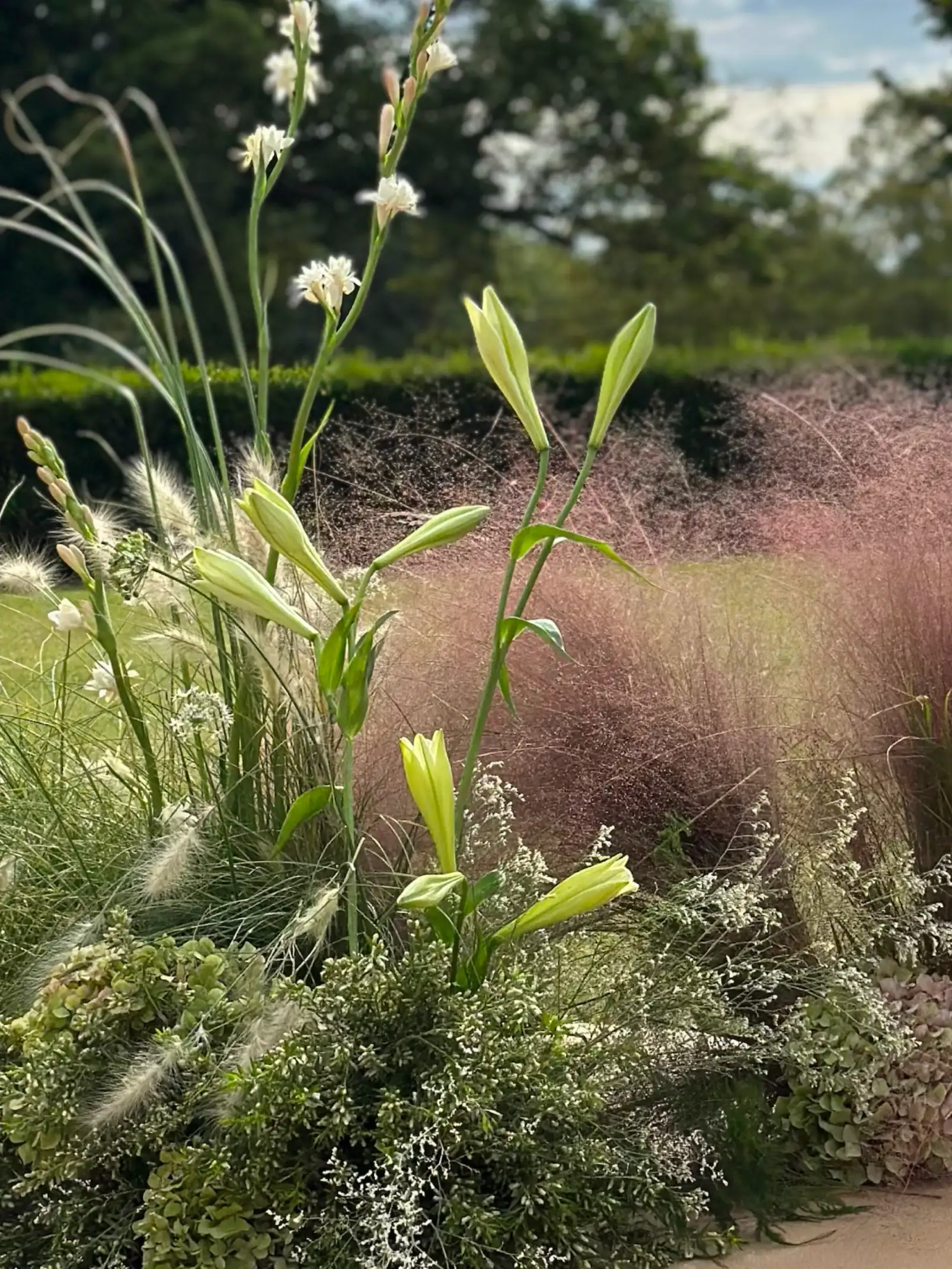 Composición botánica con lirios y pastos rosados para producciones de paisajismo que celebran la armonía entre color y volumen.