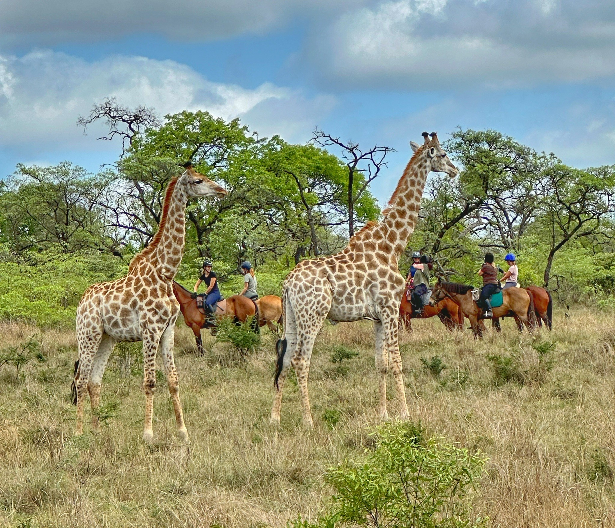Kilimanjaro Elephant Ride, Arusha National Park, Tanzania – elefant i högt gräs tittar mot kameran, medan fem ryttare till häst på ridsafari i bakgrunden betraktar elefanten i ett grönt och frodigt landskap.