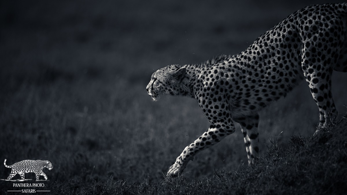 Central Serengeti 2023 Trip Report