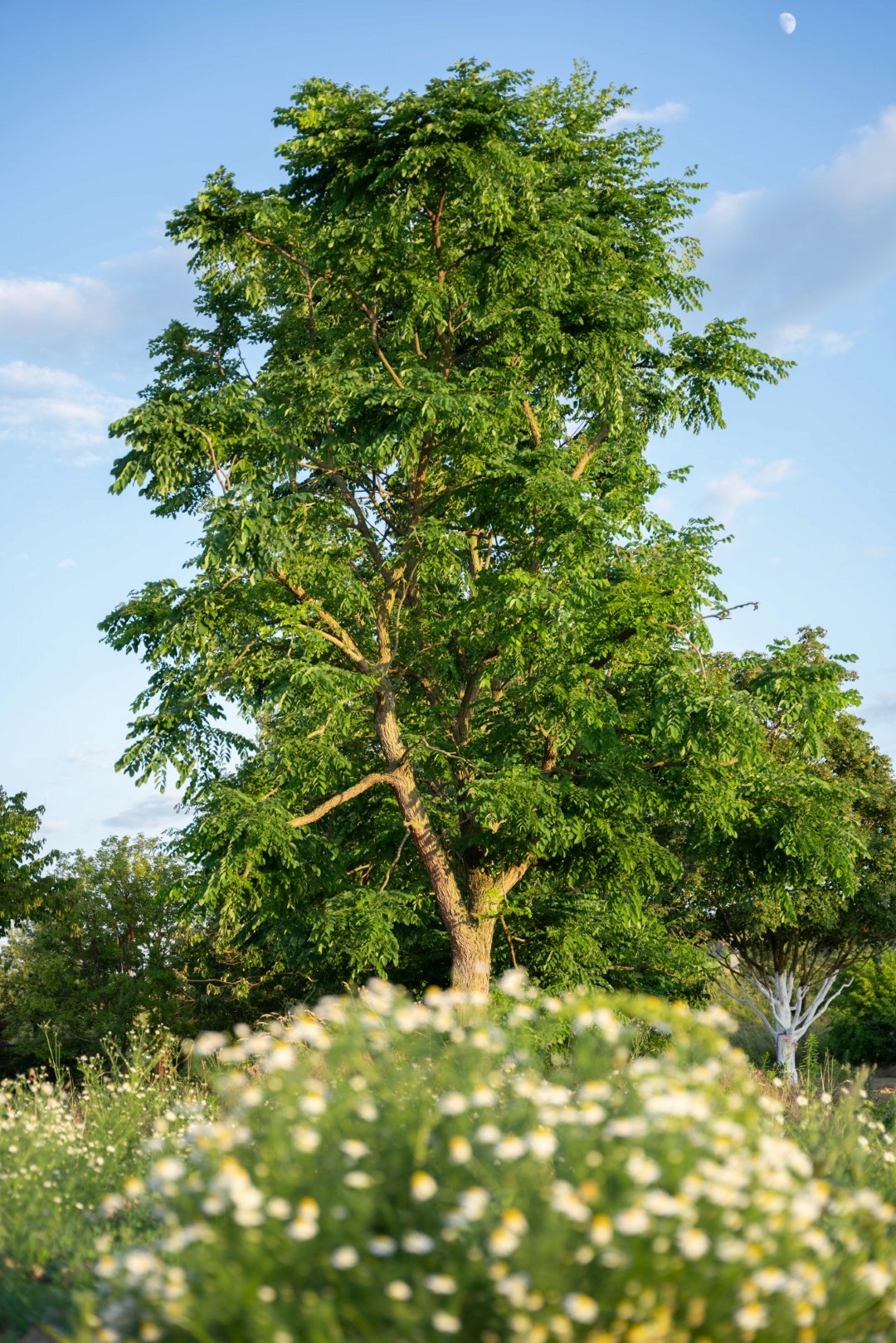 Gymnocladus dioica mit locker aufgebauter Krone und großen, gefiederten Blättern, fotografiert vor blauem Himmel und sommerlicher Wiesenvegetation.