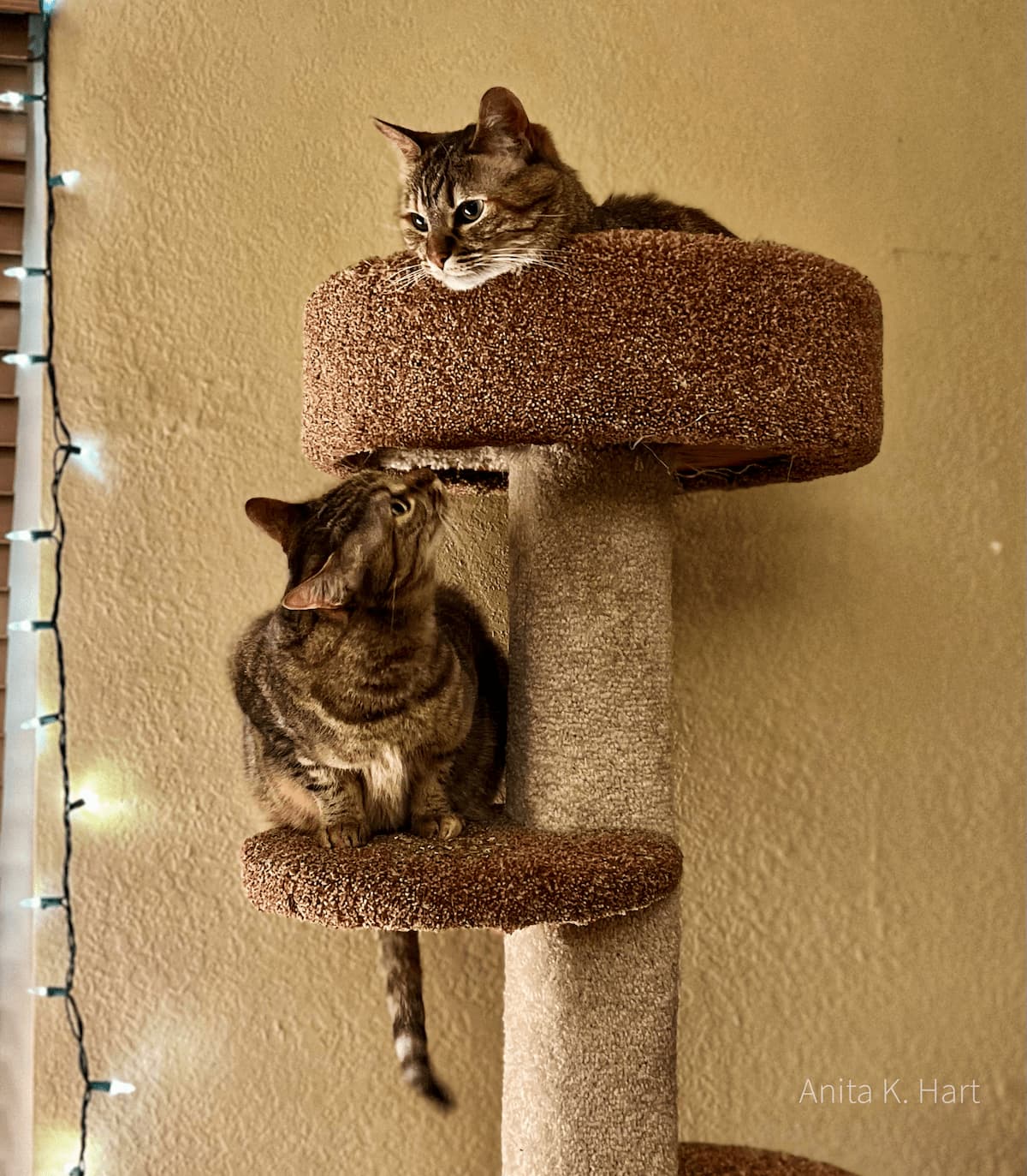 2 multi-color tabby cats sitting on a cat tower
