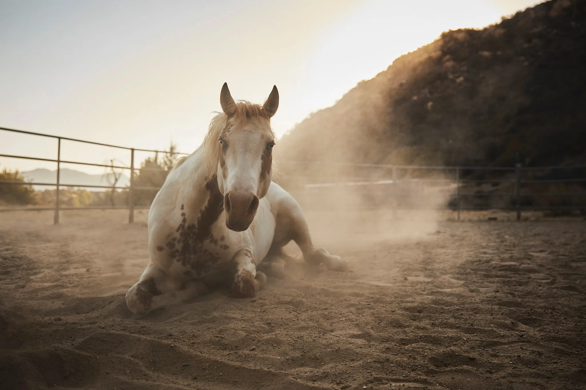 paint horse resting in dust cloud — Alex Saidac photography by Tom Kubik