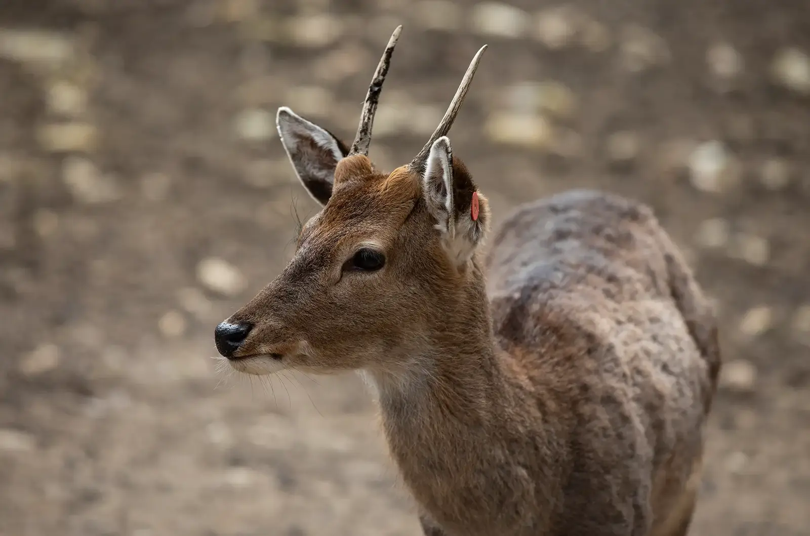 Sikahirsch im Tierpark Biel
