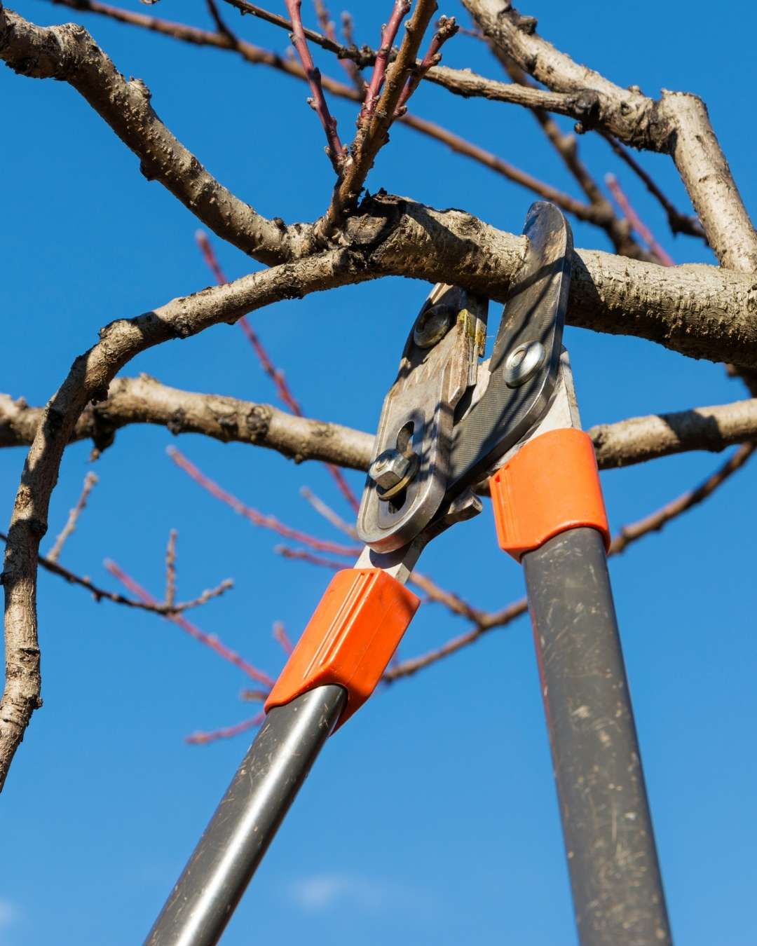 Residential Tree Pruning Services