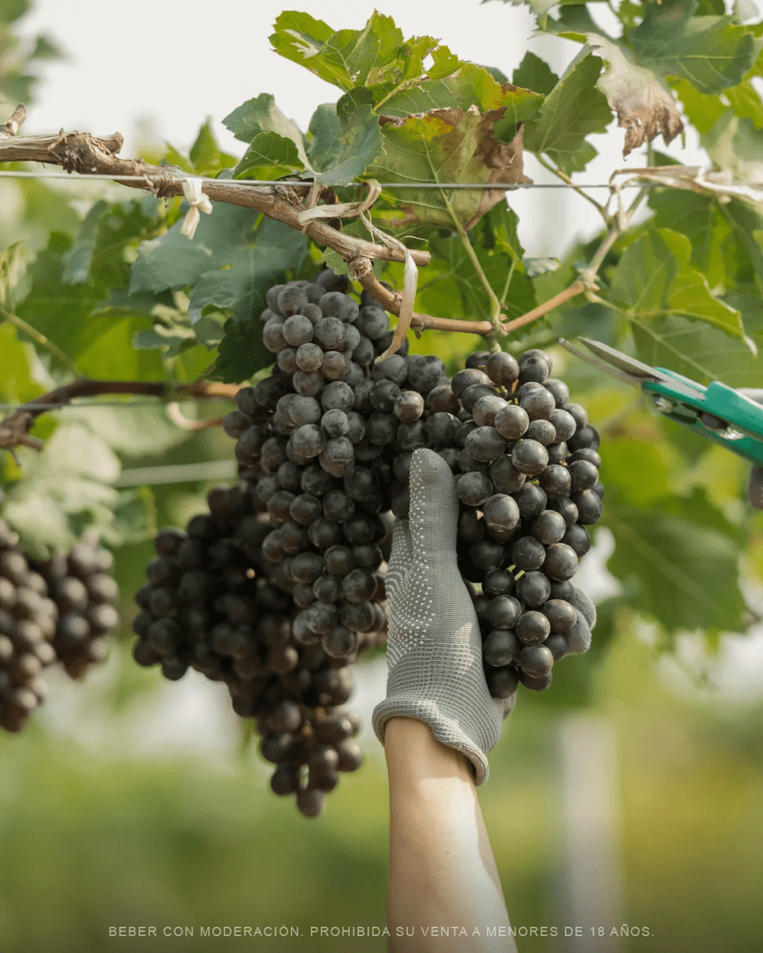 Cosecha manual de uvas en finca