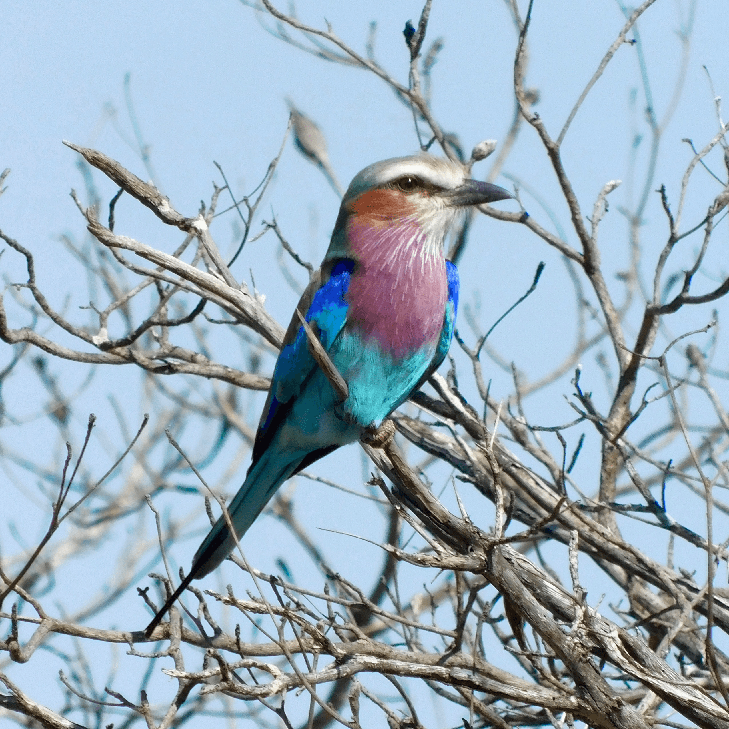 Lilac-breasted Roller