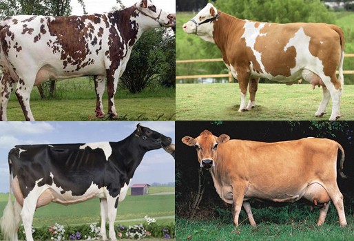 Razas de bovinos de leche