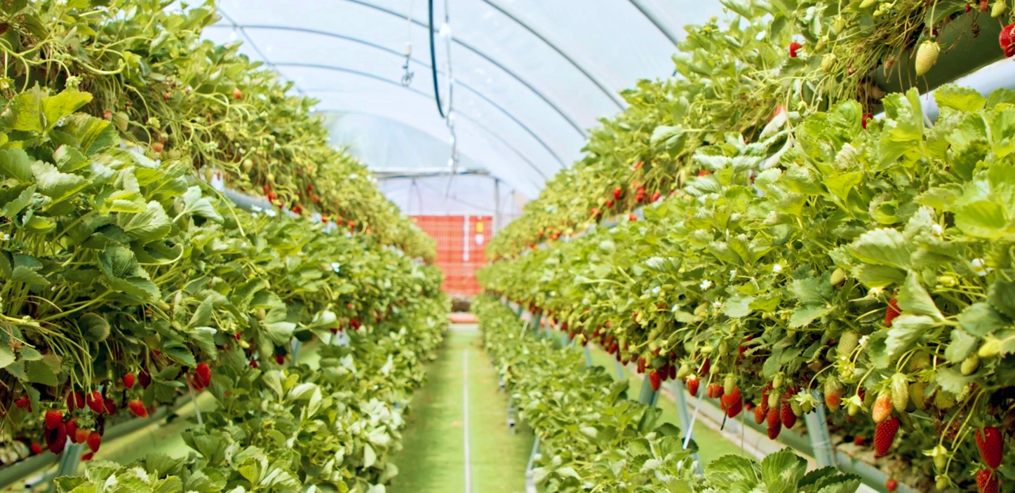 Yield of strawberries