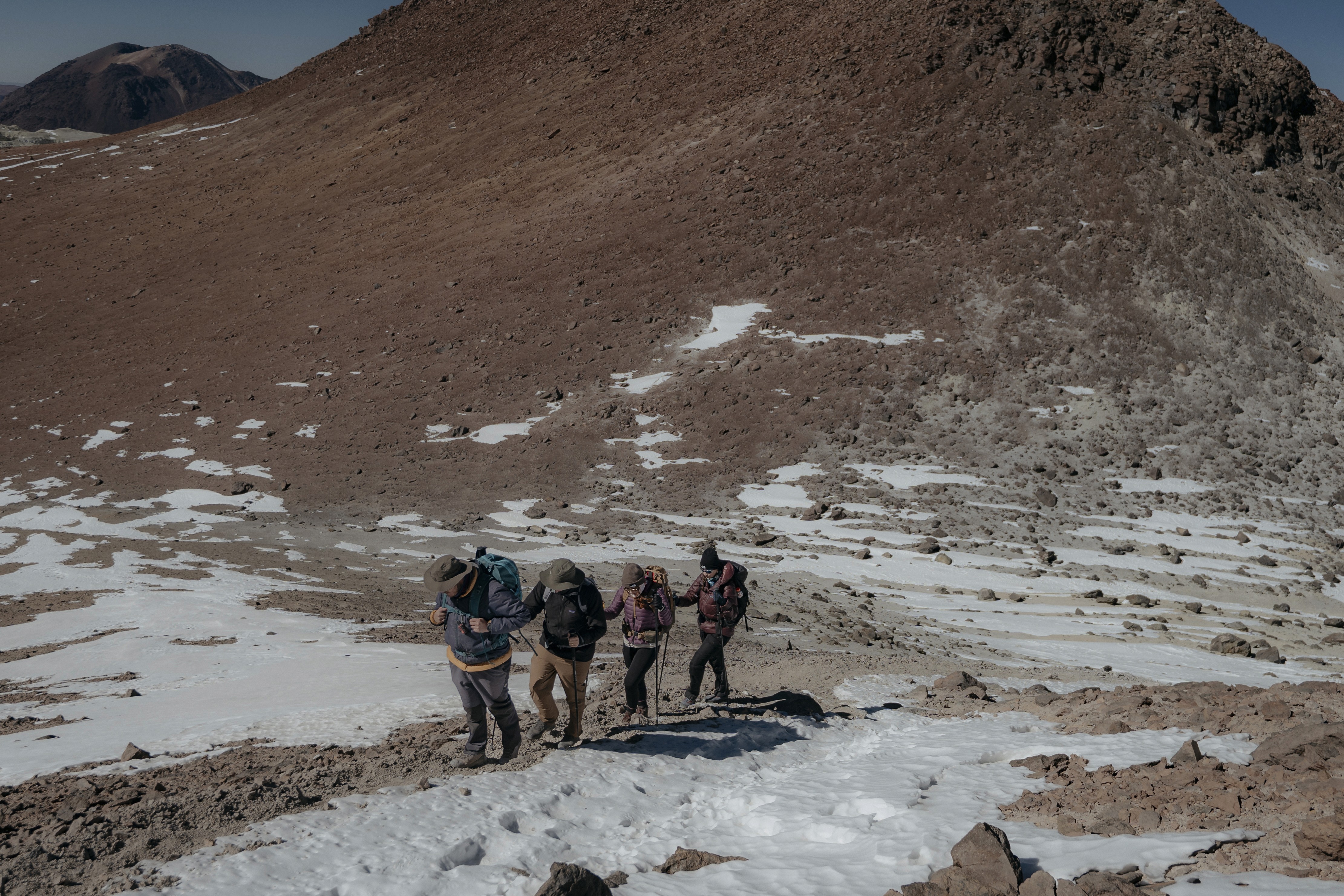 animal running on field