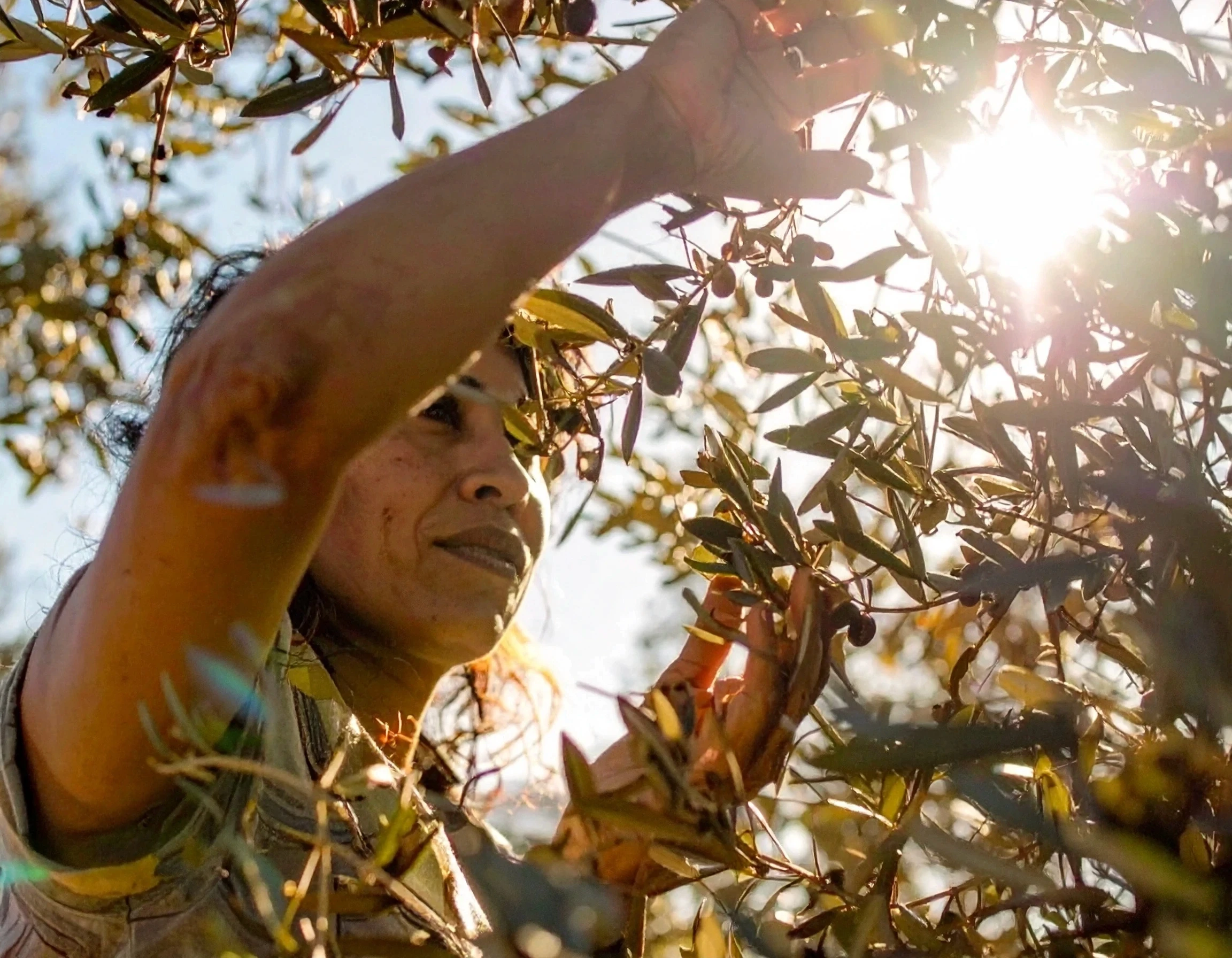 Woman inspecting olives on olive tree