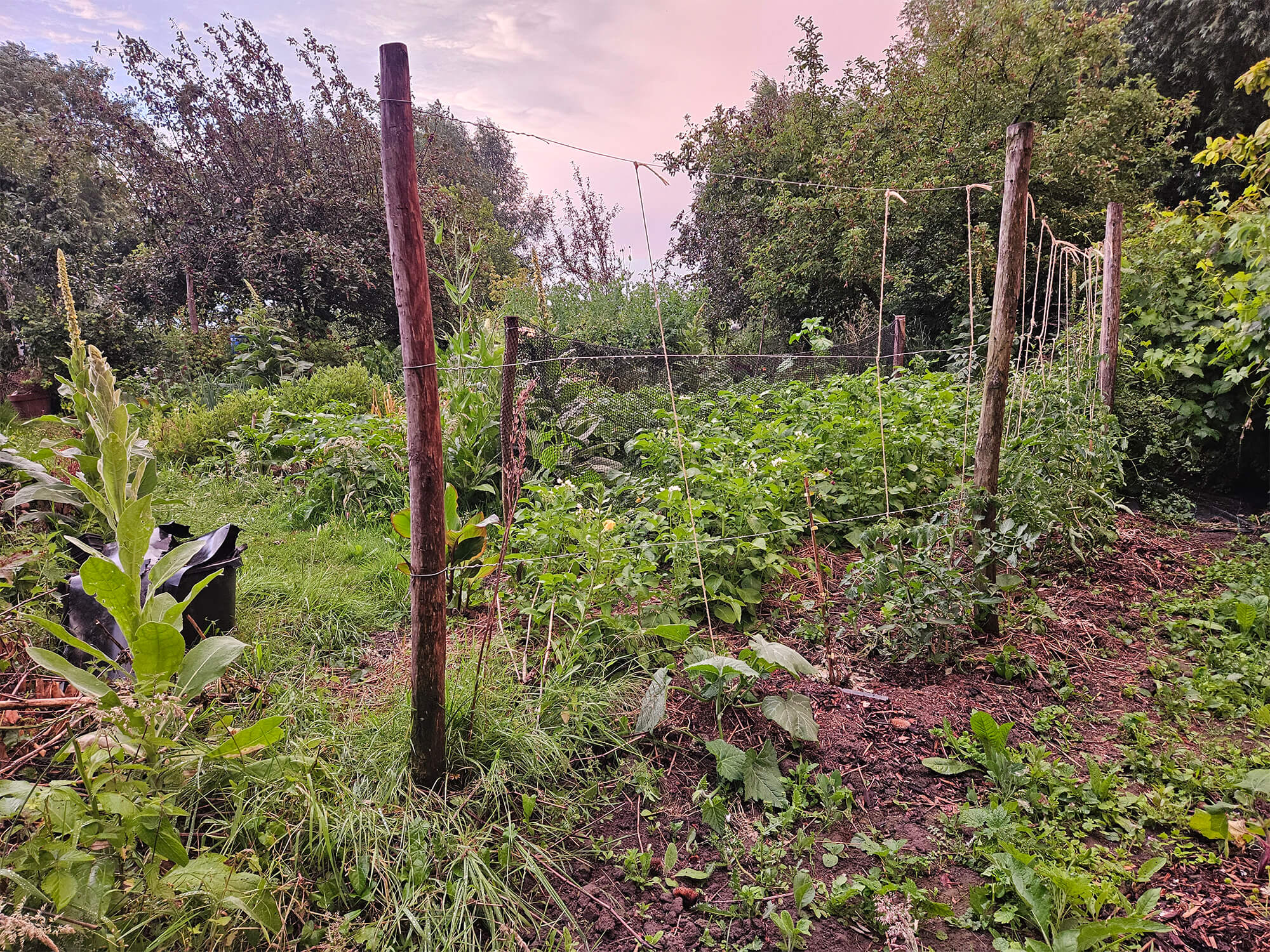 Een schijnbaar chaotische permacultuur tuin in de lente net na een warmte onweer.