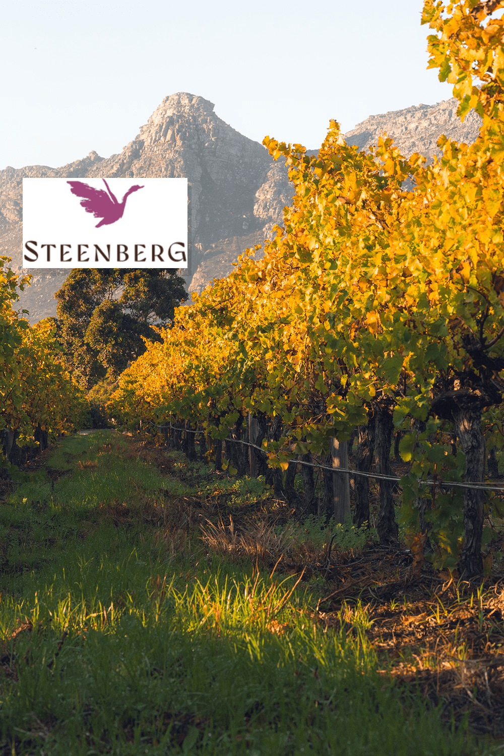 Steenberg Farm logo over a photo of Steenberg Wine Farm; client testimonial.
