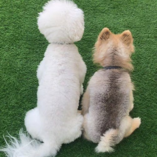 cage-free dog daycare in dubai