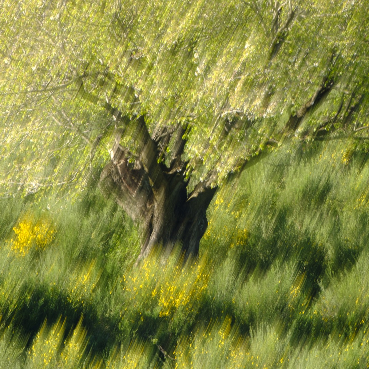 wildflowers