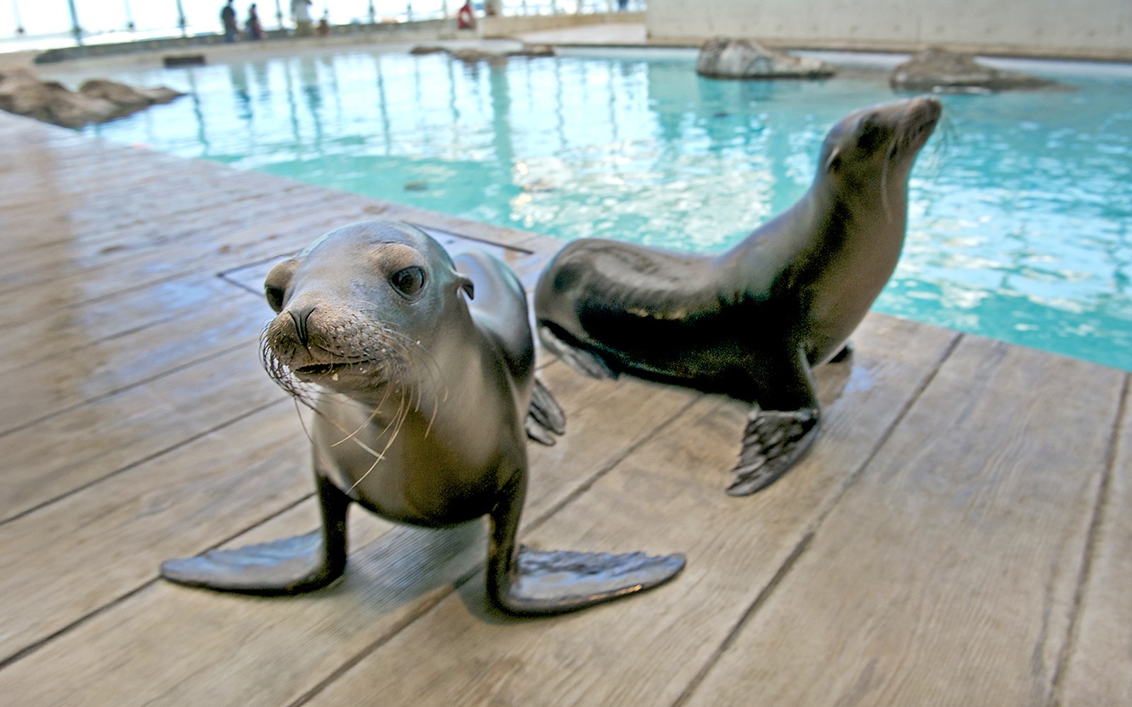 Baby sea lions on a wooden deck at New England Aquarium.