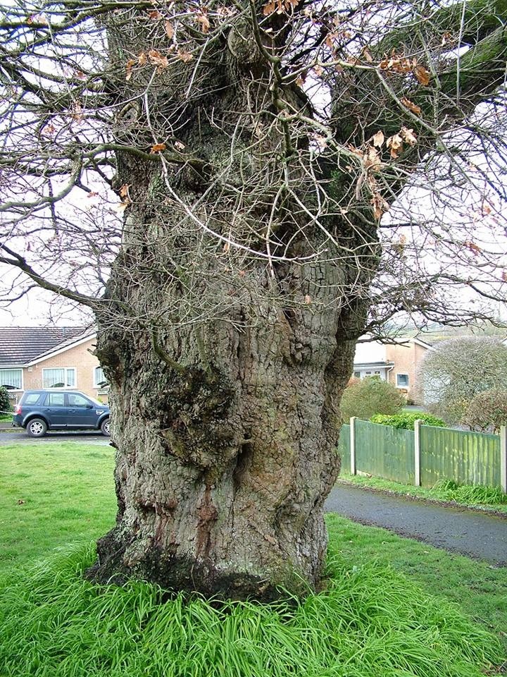 Featured photograph of this veteran tree