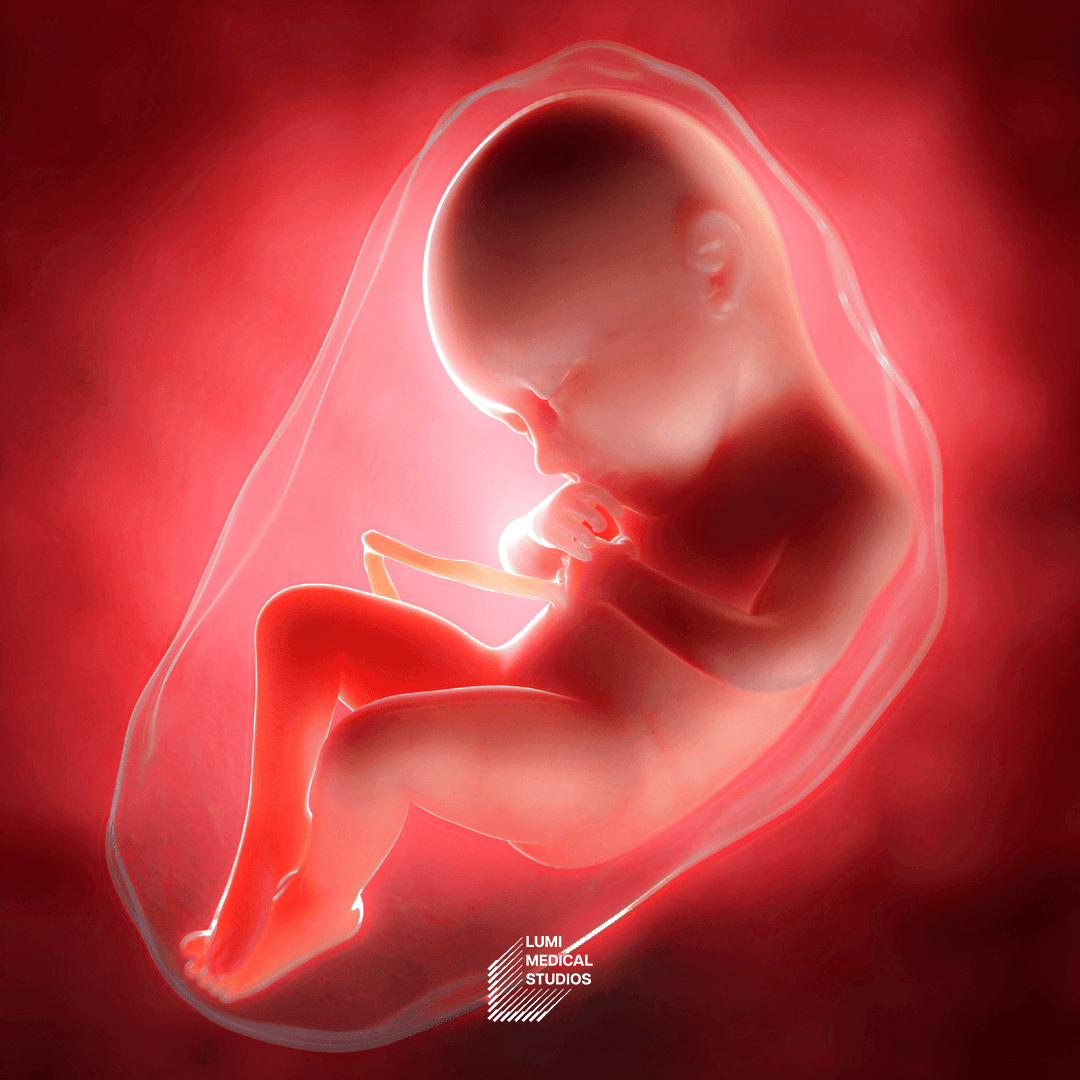 3D illustration of the pancreas, highlighting detailed anatomical features and structures for medical education and visualization purposes.