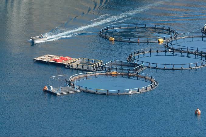 Aquaculture cages across open water