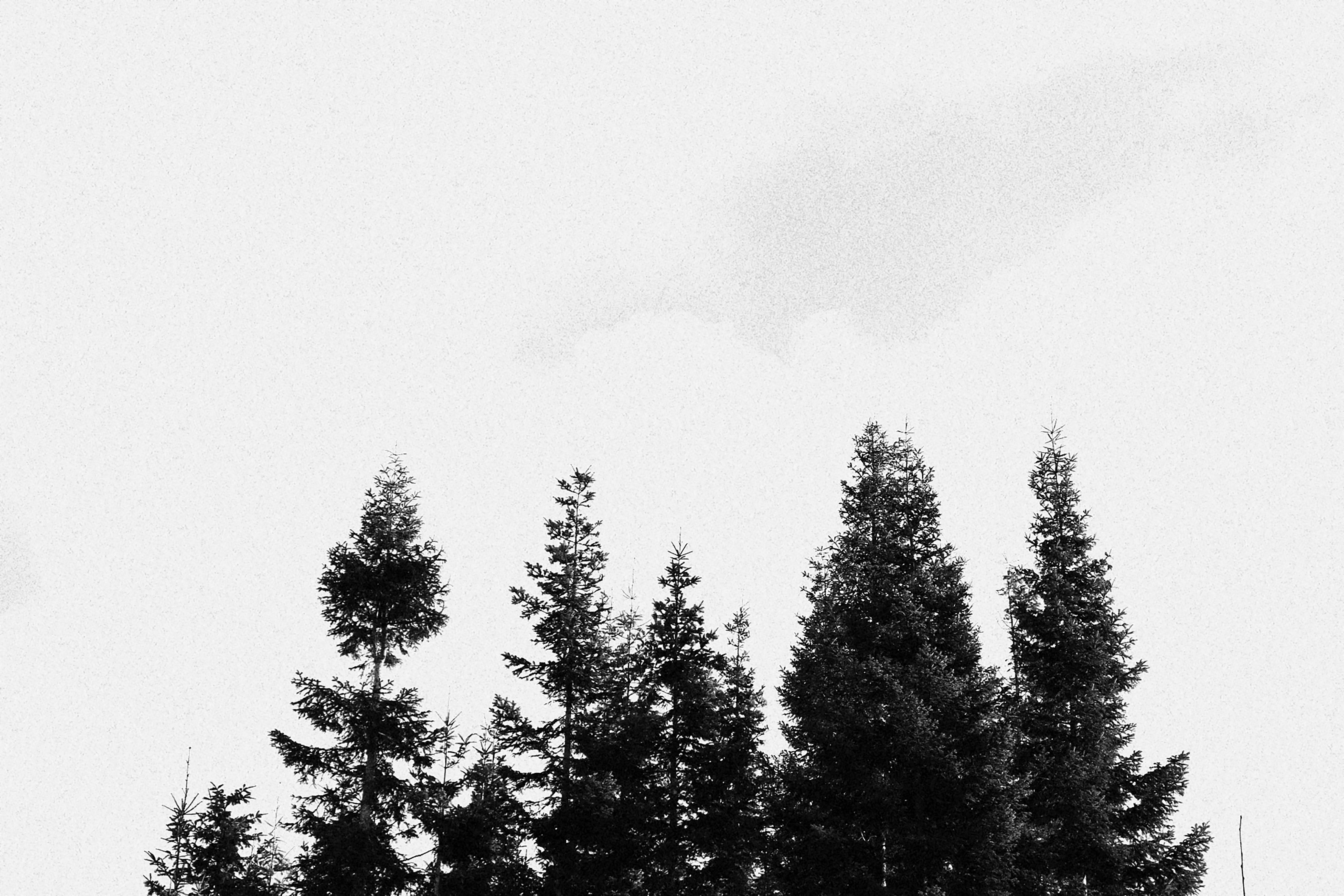 a group of trees
