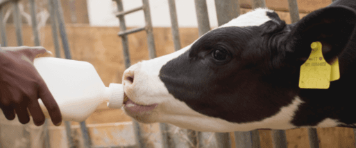 Calve drinking milk replacer