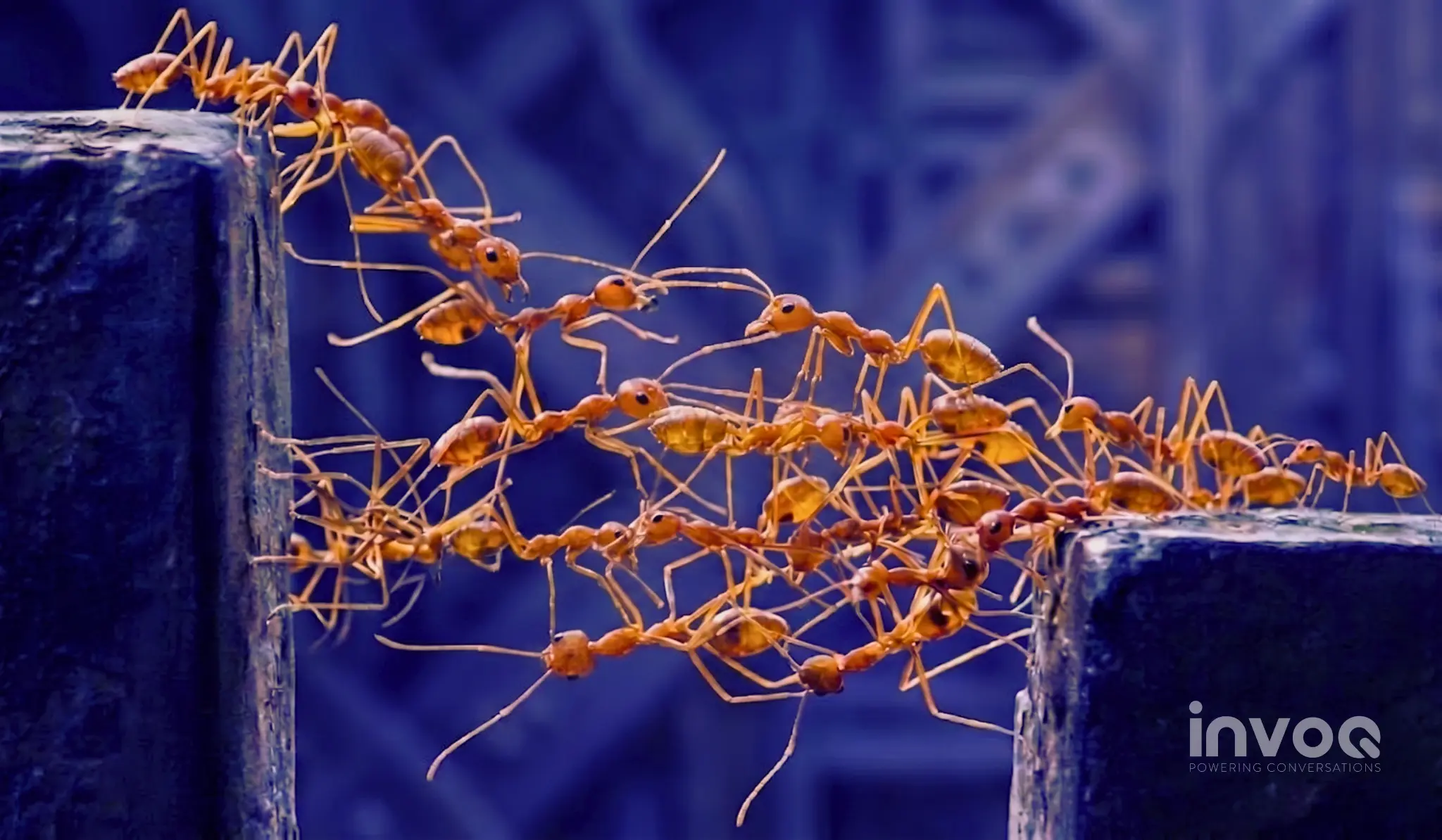 Ant bridge represents INVOQ CX Resilience Model