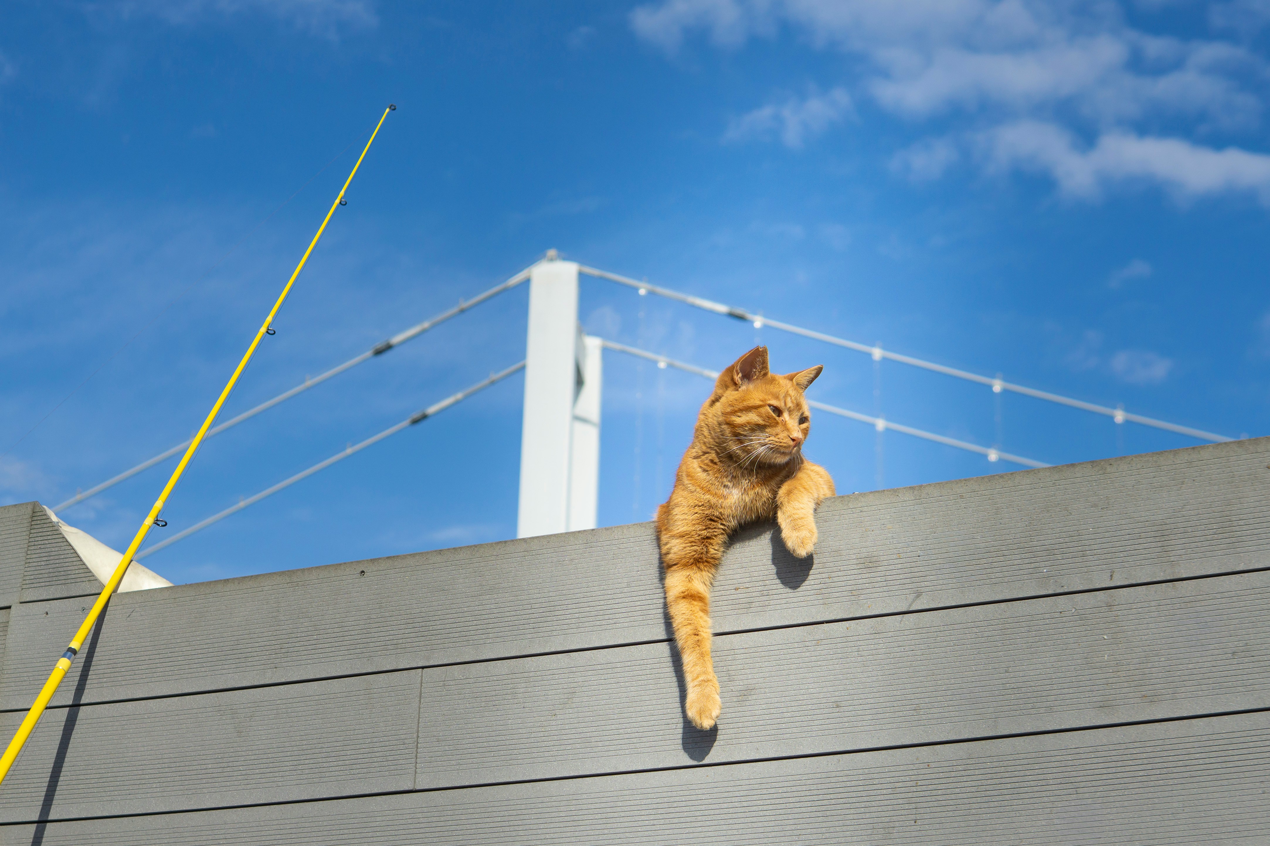 Orange cat perched on wall with bridge behind