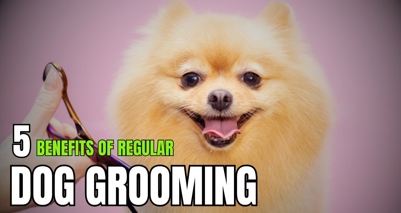 Benefits of Regular Dog Grooming