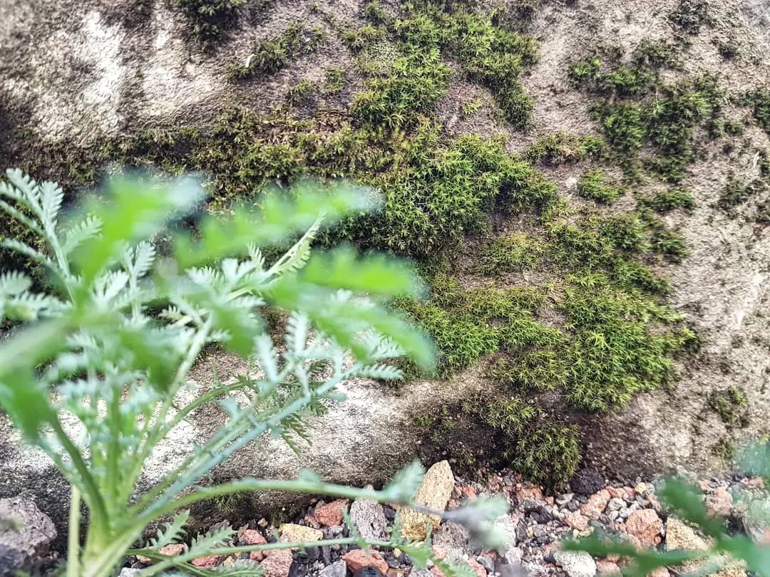 Close-up of green plant leaves beside mossy ground with soil in the background.