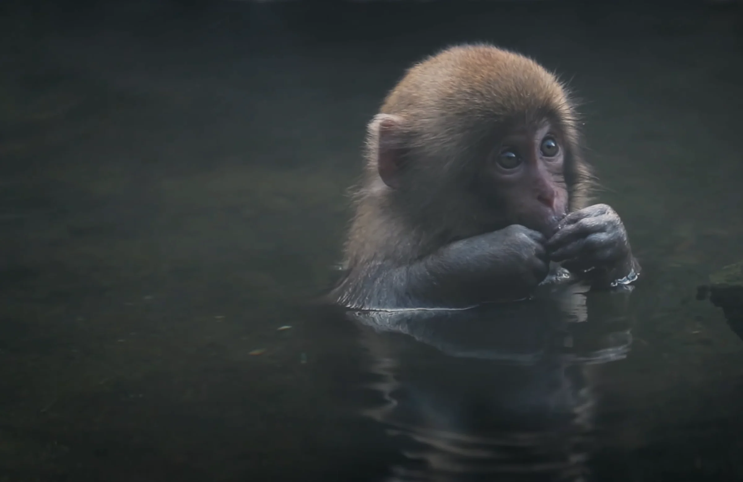 Baby snow monkey enjoying the warmth of the hot water in Feb 2026