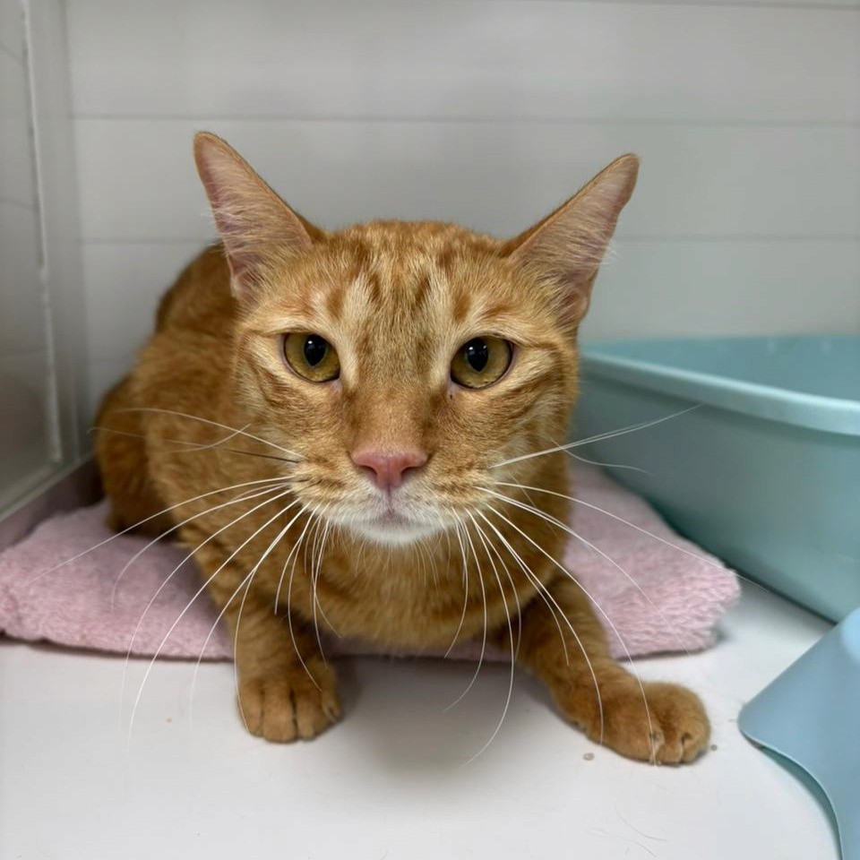An orange cat is resting in a dedicated cubicle after the endoscopy.