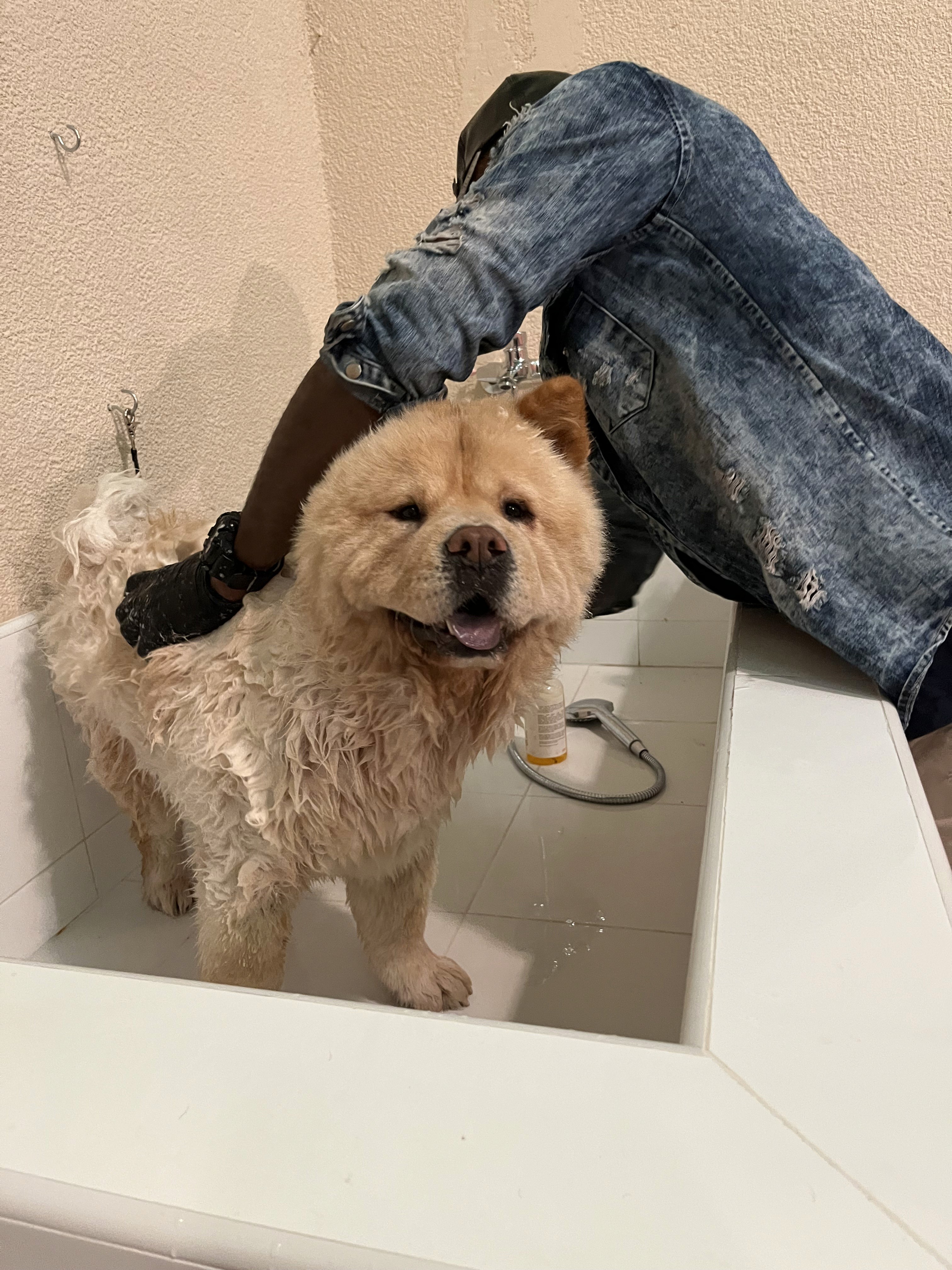 dog grooming services in dubai