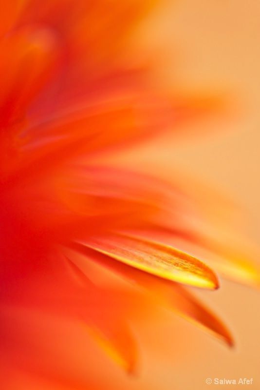 Close-up of an orange and yellow flower petal with soft focus, creating a warm, vibrant, and abstract effect. Bright, fiery hues convey a sense of warmth.