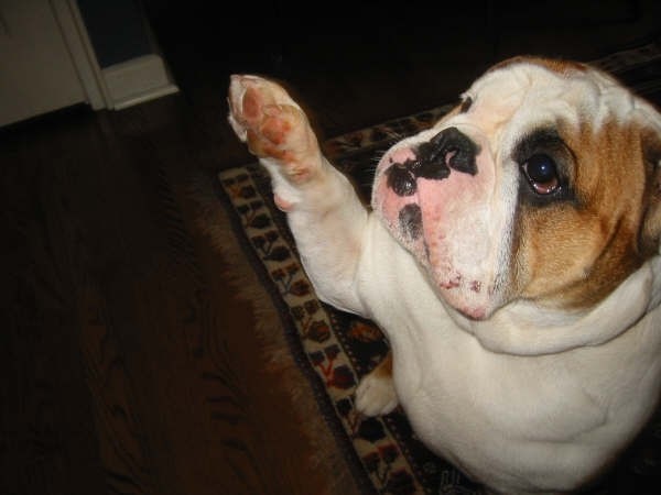 Smiling young woman with curly hair sitting at a laptop, in front of a teal wall.