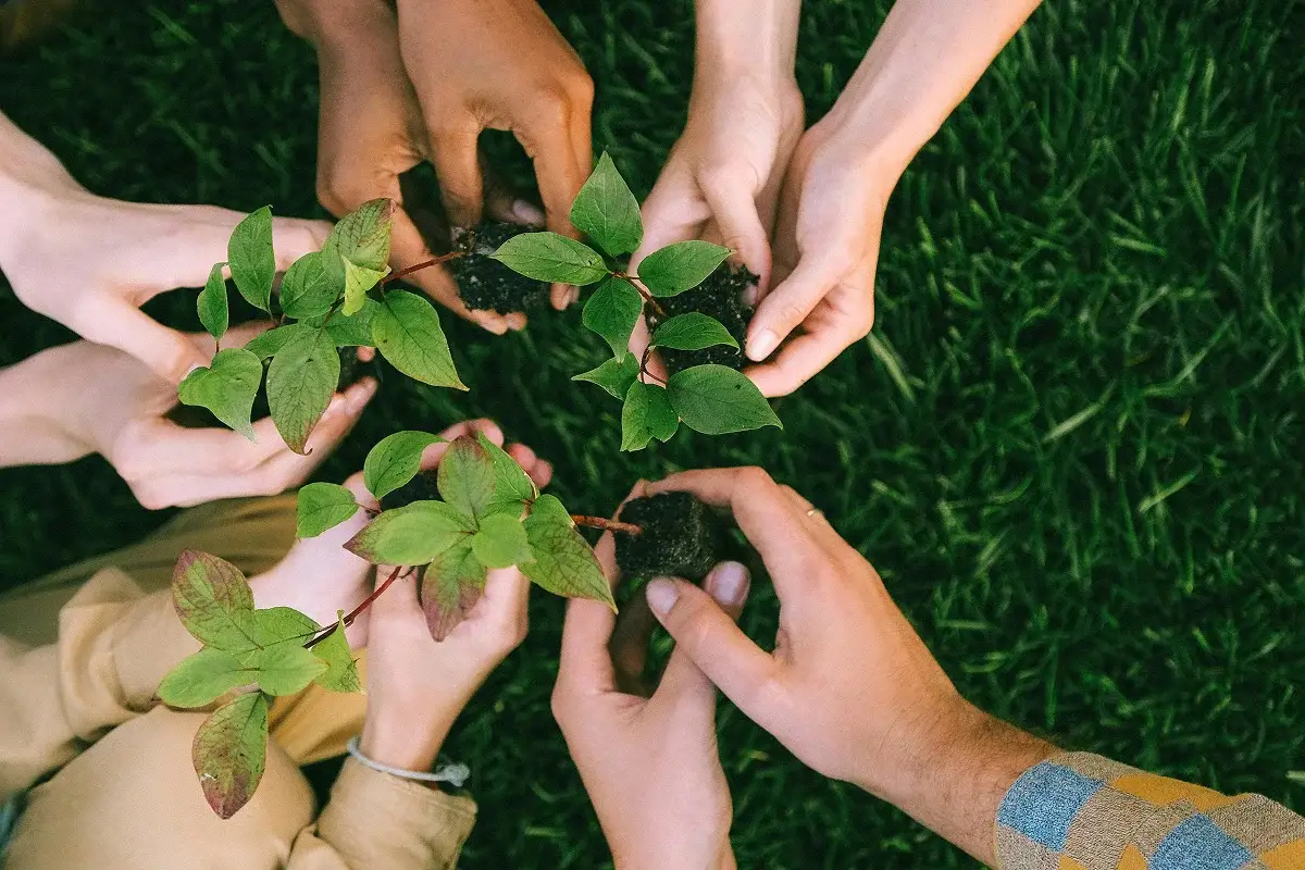 Volunteers' hands holding green seedlings in soil, forming a circle on a background of lush grass.