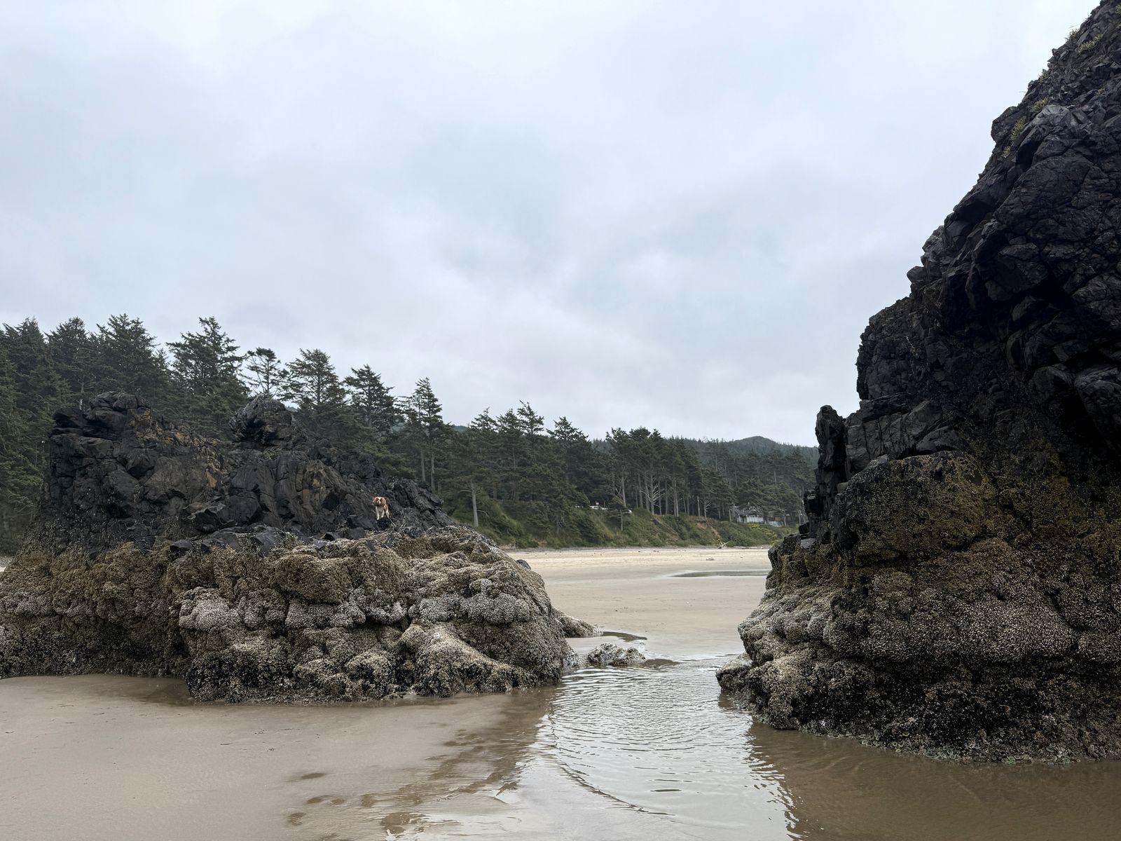 Sea stacks and tide pools at Hug Point at low tide