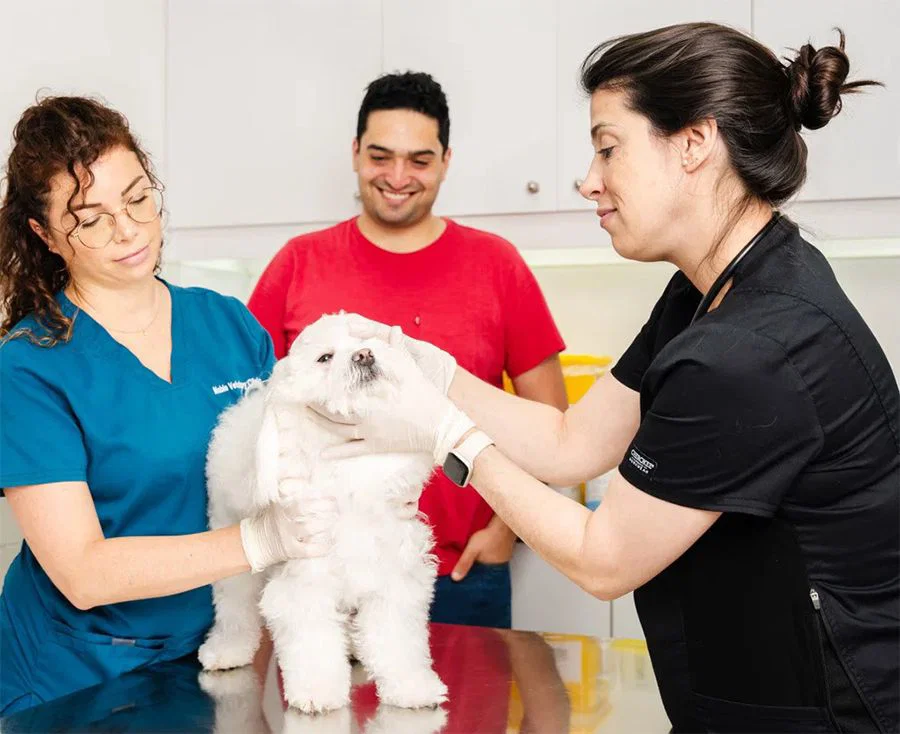Two veterinarians are checking a dog's eyes and talking to the pet owner.