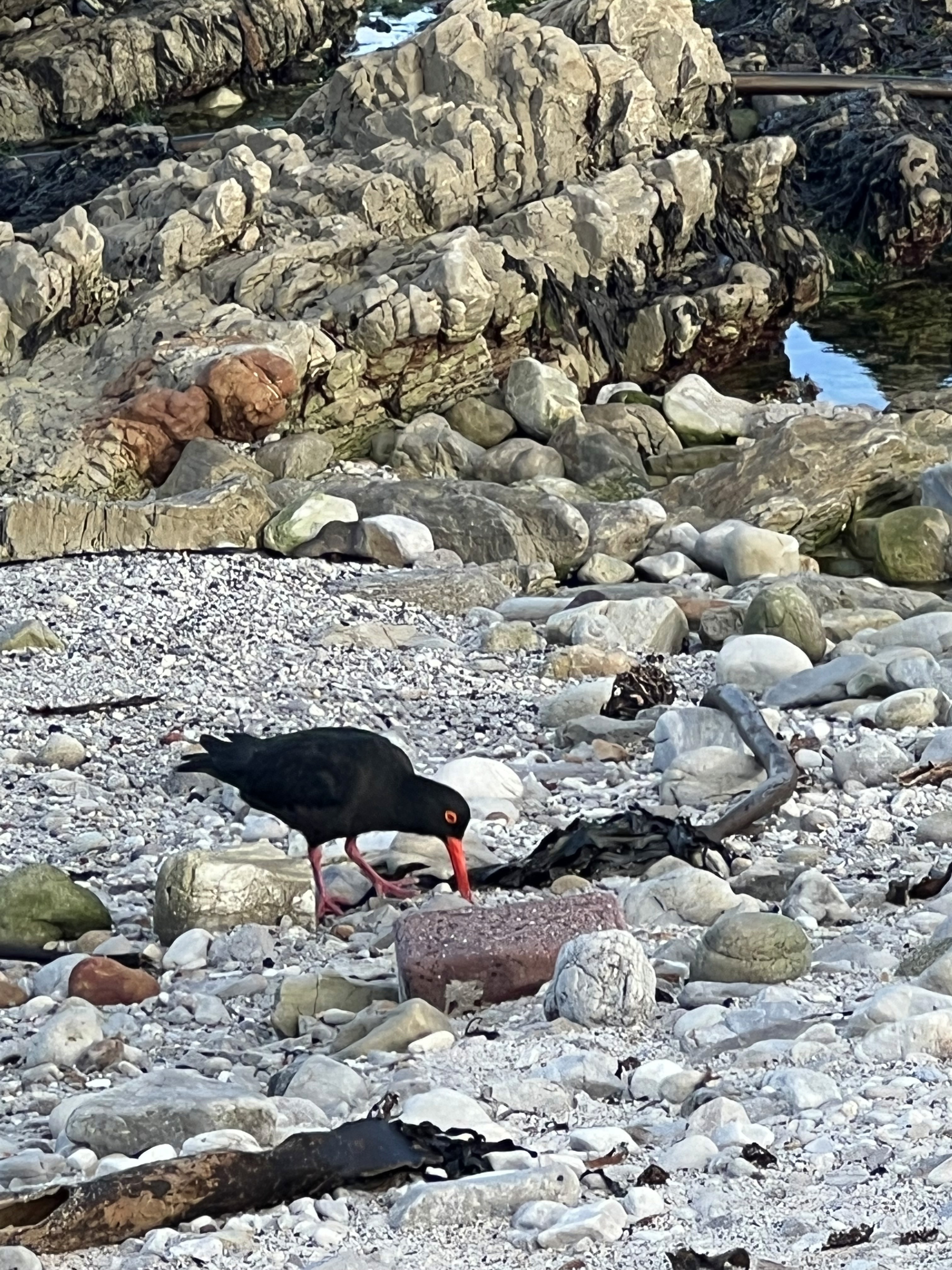 A black bird on the rocky beach in Stony Point Nature Reserve.