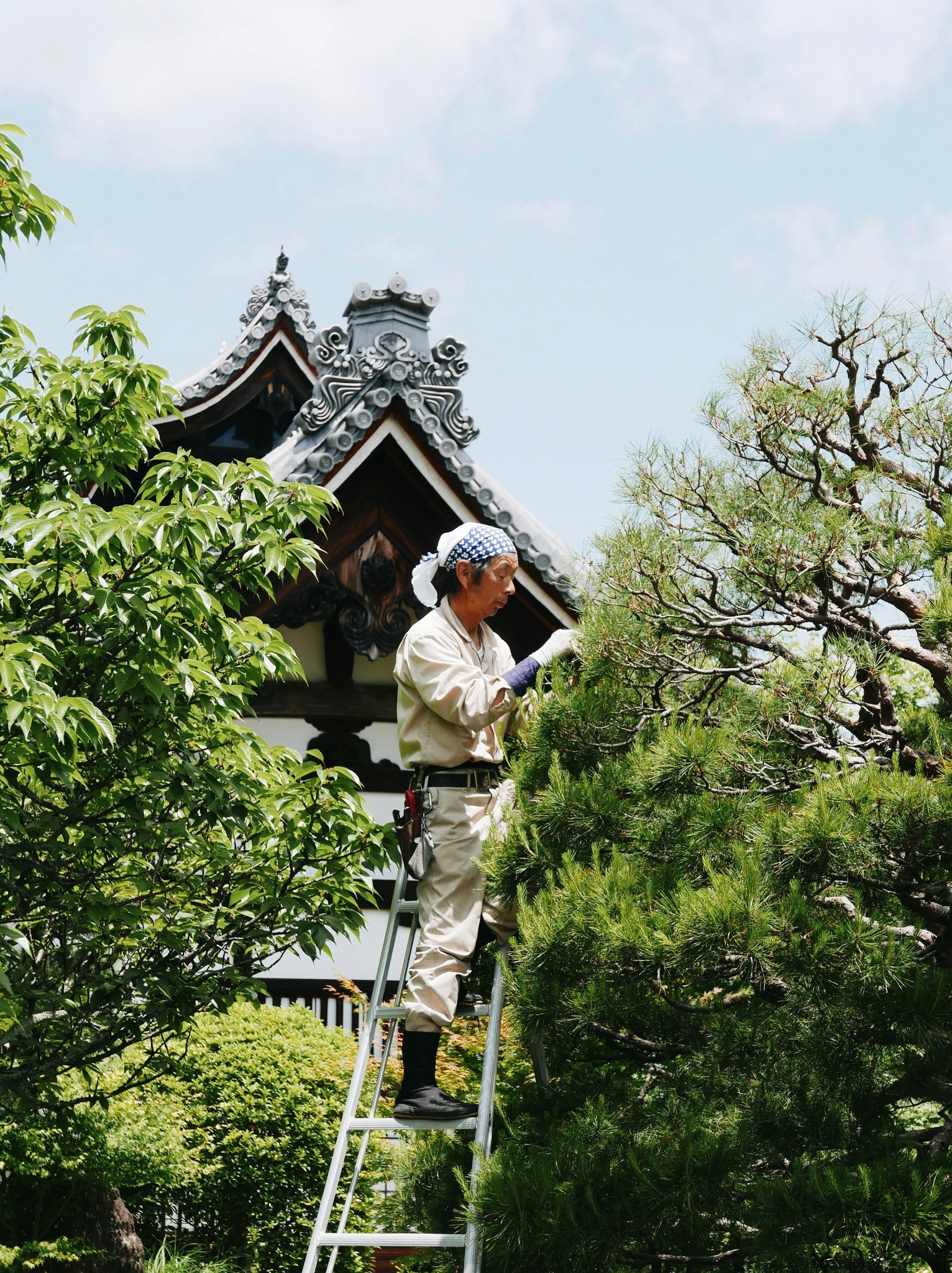 Tree pruning by professional arborist