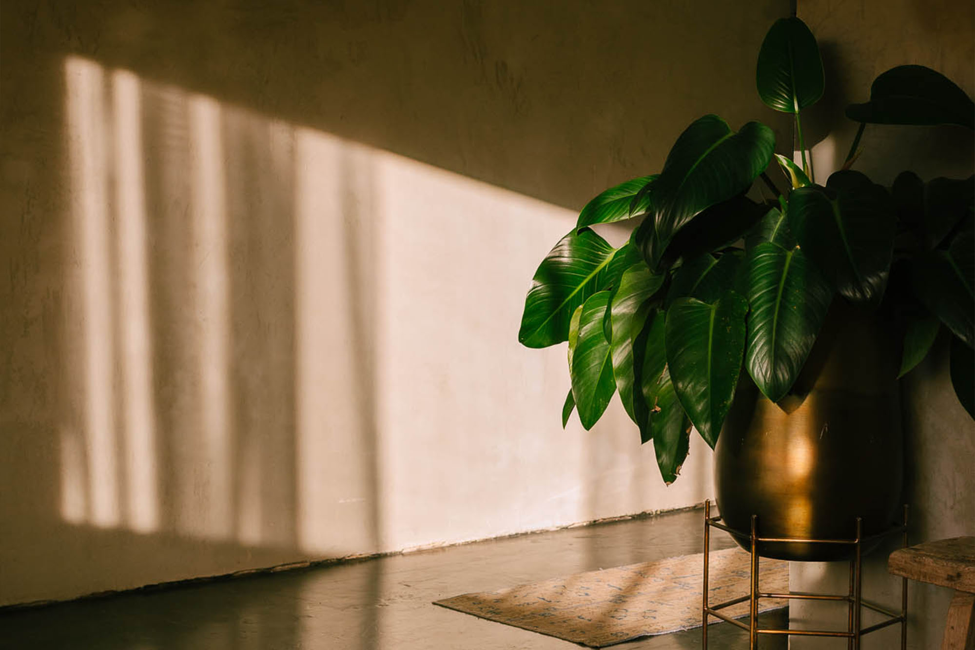 A beam of light hits the concrete wall in the Lobby of Particle Studio in Seattle, WA. There is a bird of paradise planted in a bronze planter in the corner.