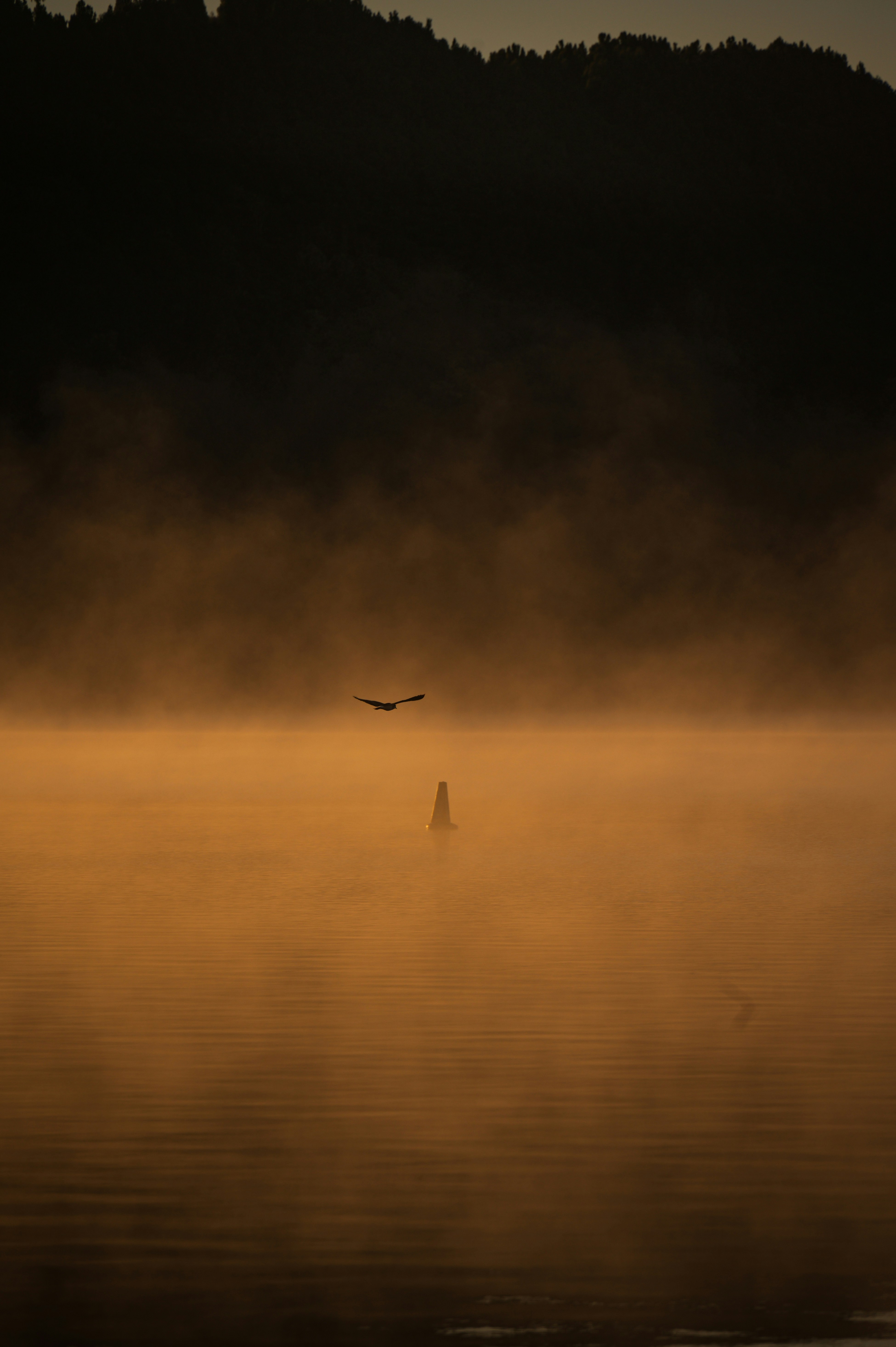 a bird flying over a body of water on a foggy day