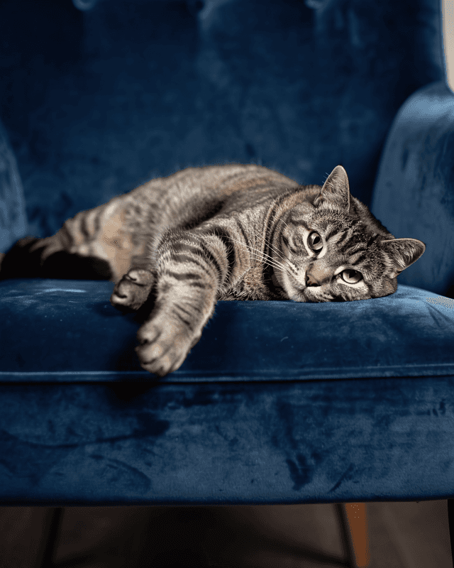 Cat Velvet Chair Portrait