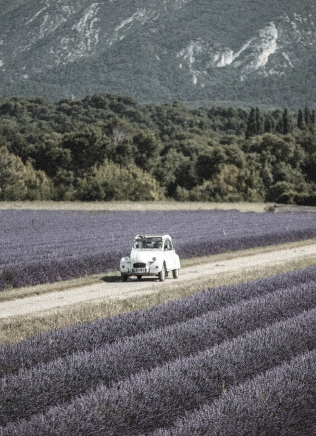 Classic white Citroën driving along a dirt road surrounded by blooming lavender fields in Provence.
