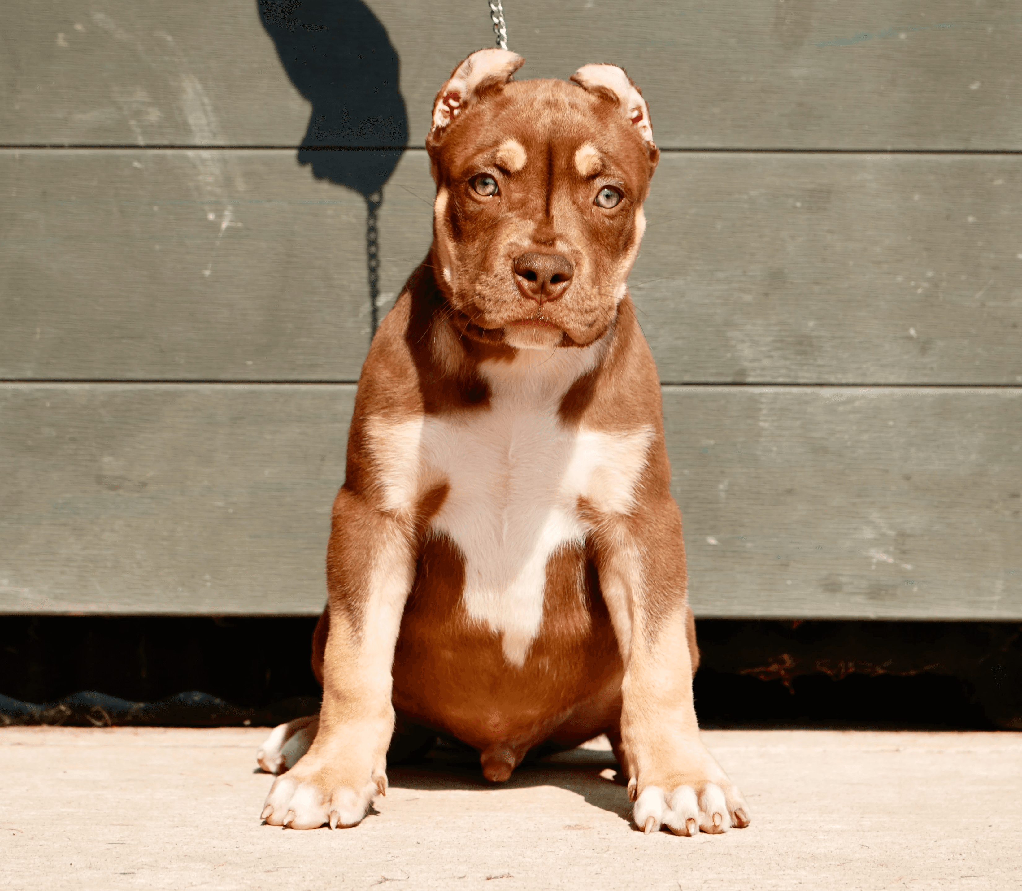 Apollo