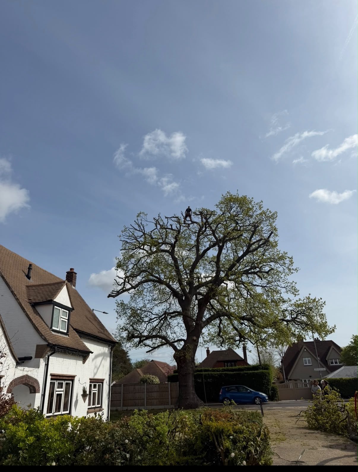A tree arborist is climbing a ladder to trim branches.