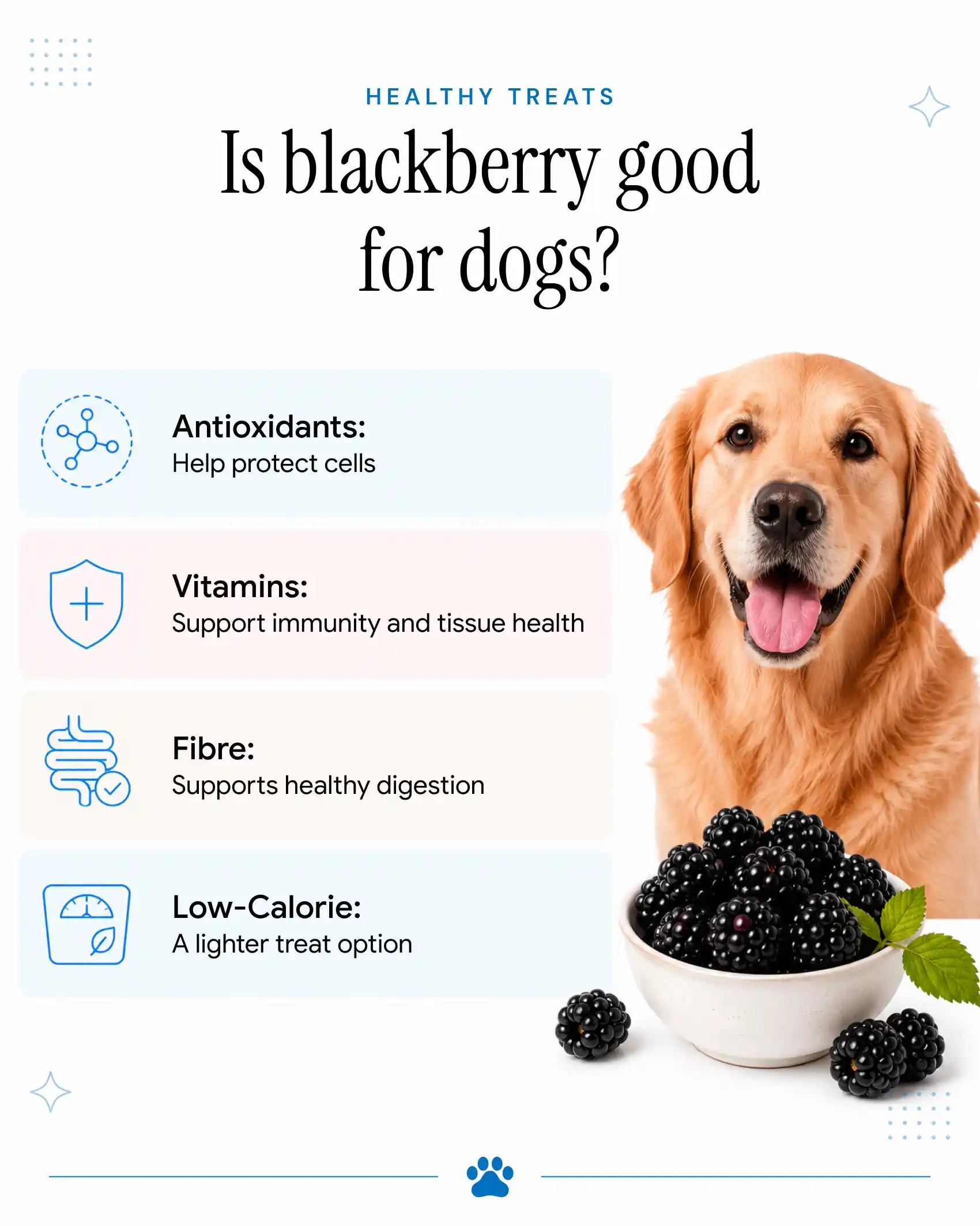 An image showing the benefits of blackberries for dogs.