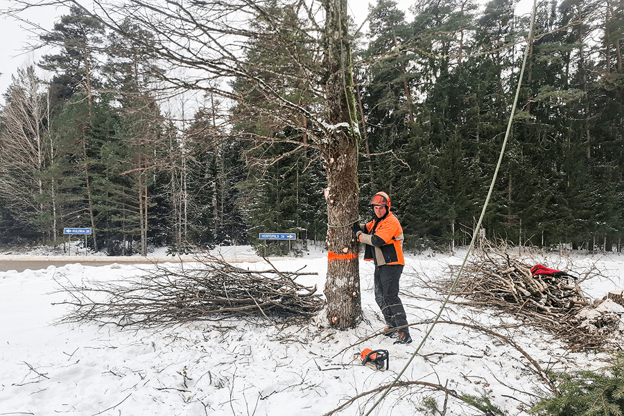 Pruning or removal of trees and other vegetation