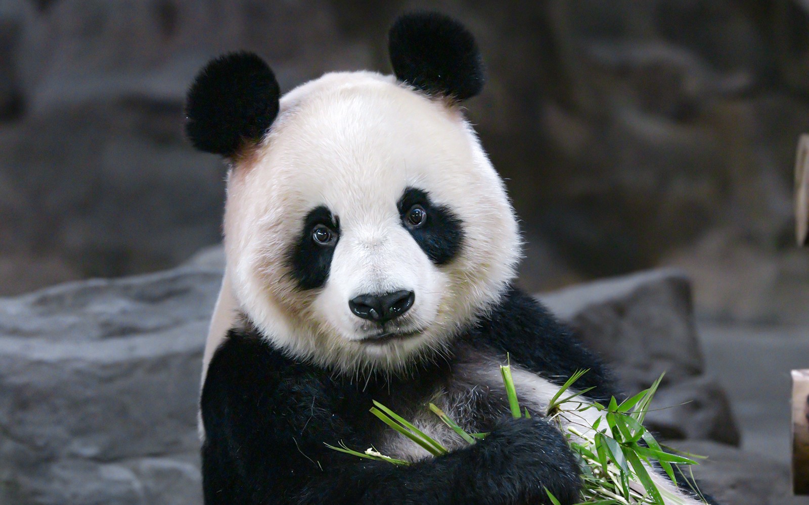 Panda sedang makan bambu di Kebun Binatang Schönbrunn, Wina.