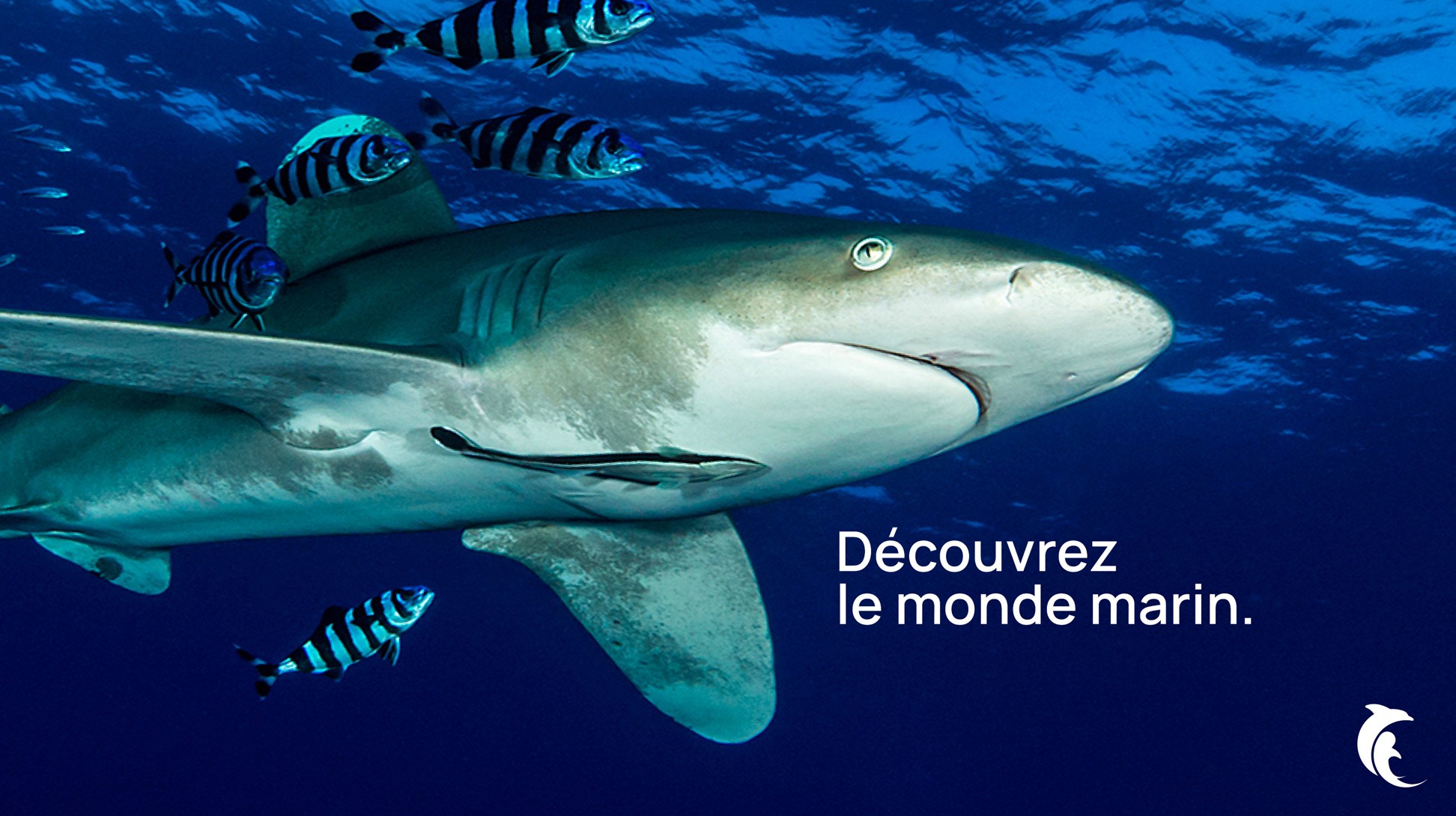 Découvrez le monde marin. Photo d'un requin et poissons.