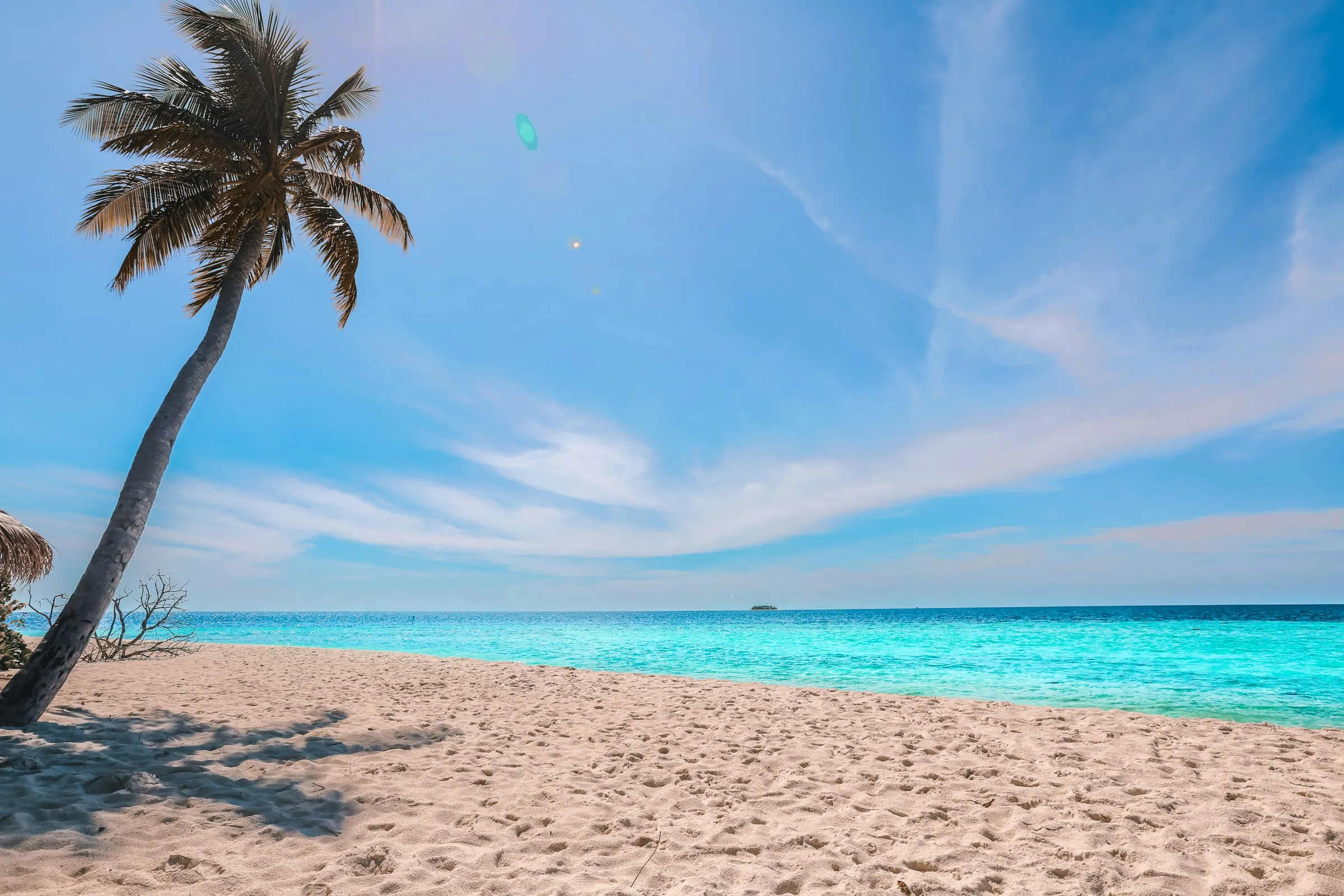 A palm tree leaning over a sunny beach